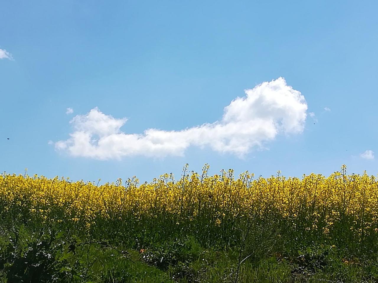 Agriturismo Il Riccio มอนติคคิโอ ภายนอก รูปภาพ